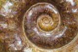 Jurassic Ammonite Fossil - Madagascar #77647-2